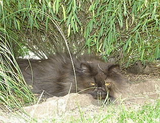 Kater Amadeus