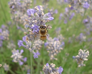 flei�iges Bienchen