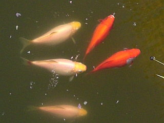 Goldfische
