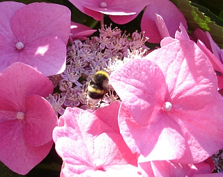 Hummel