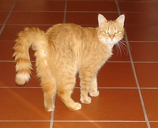 Kater Timy