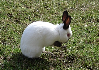 Lehnert