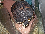 Muckel