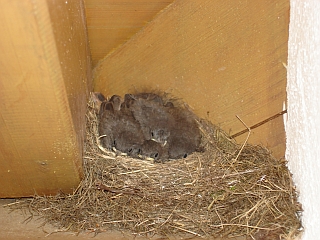 Rotschwnzchen im Nest