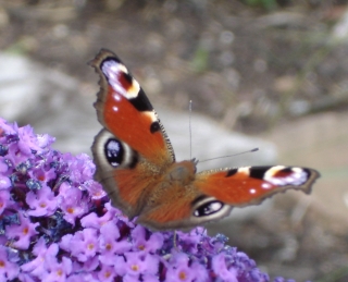Tagpfauenauge